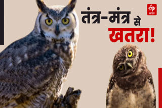 OWLS HUNTING ON DIWALI