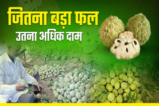 RAJGARH CUSTARD APPLE DEMAND