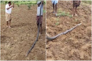 12_feet_king_cobra_in_palm_oil_crops_in_manyam_district