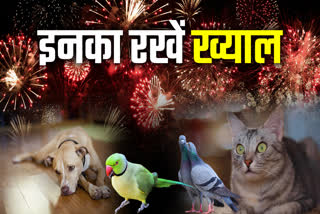 take care of pet birds in Deepawali