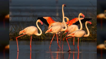 Drones To Protect Exotic Birds at Chilika Amid Poaching Concerns