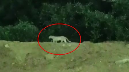 LEOPARD_ROAMING_AT_MIYAPUR_METRO