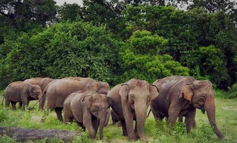 Elephants rampage in Manendragarh