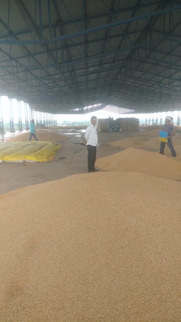 Corn Bumper Production