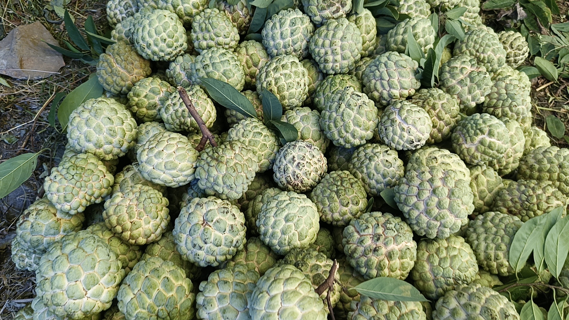 custard apple garden Rajgarh