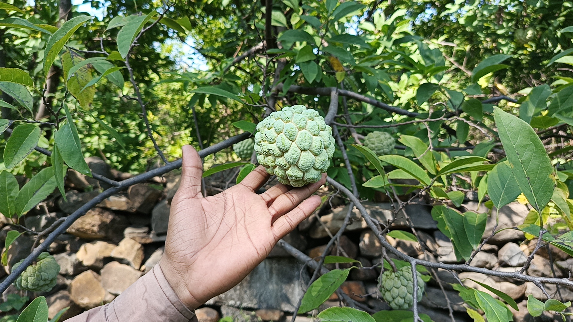 sharifa fruit garden