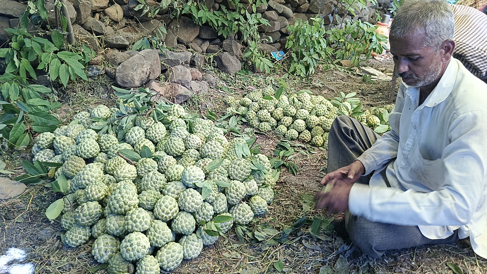 Rajgarh Sitaphal supply Rajasthan Kota