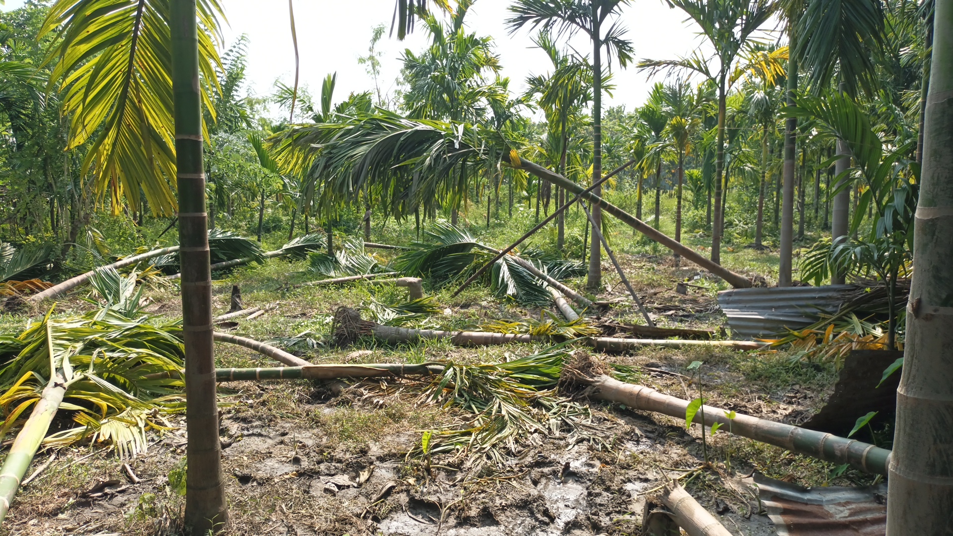 Elephants Attack in Alipurduar