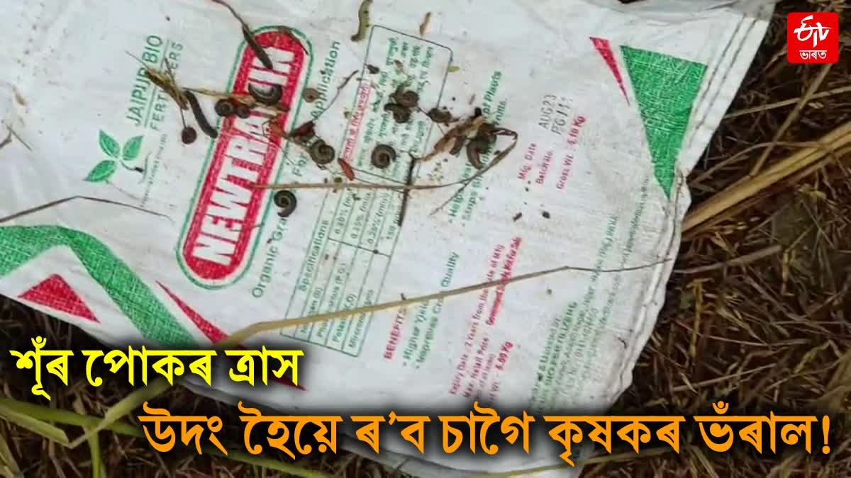army worm damage paddy fields in lakhimpur