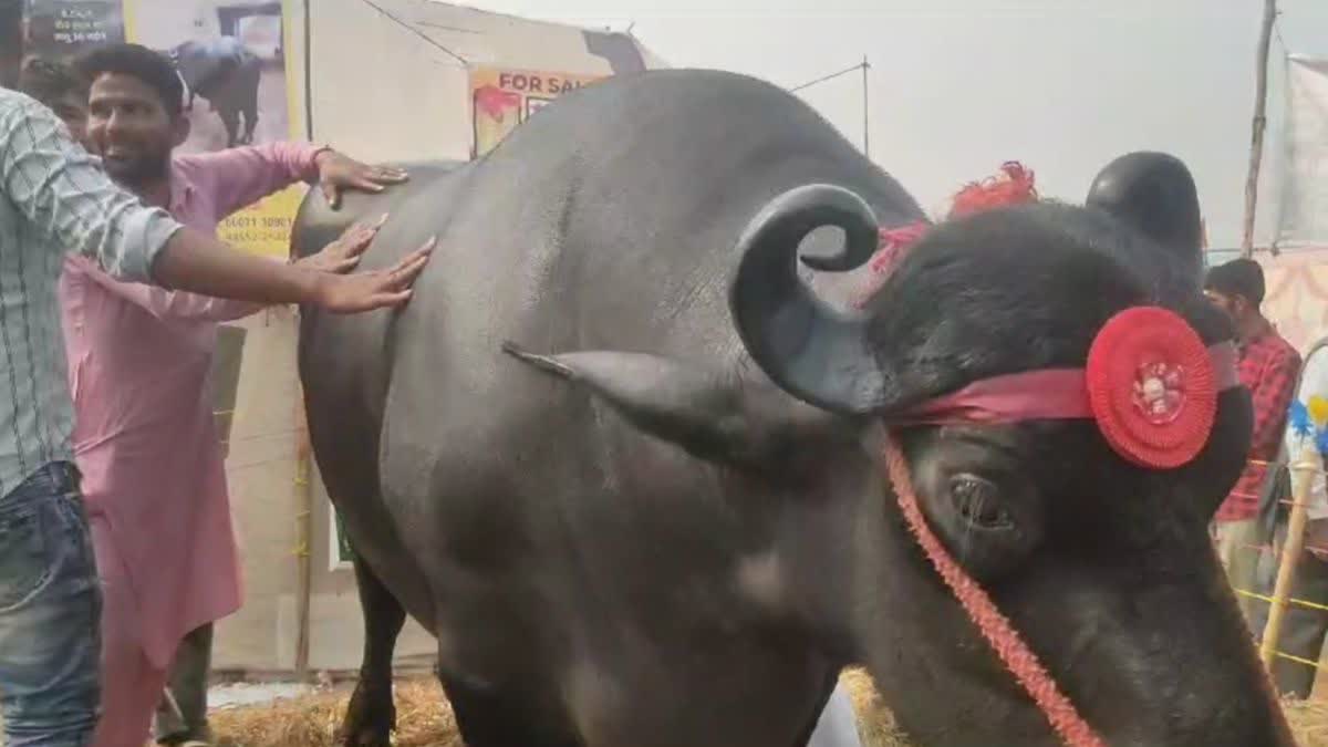 Buffalo of 11 Crores in Pushkar Animal Fair