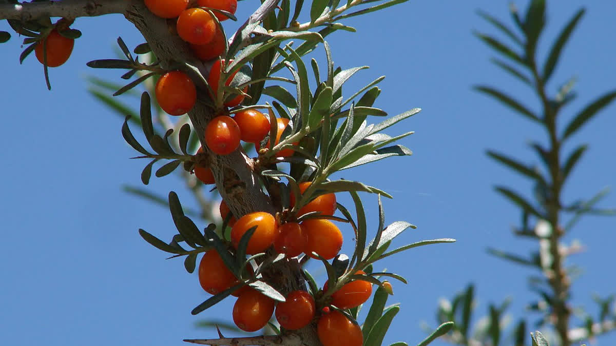 Ladakh's sea buckthorn gets GI tag