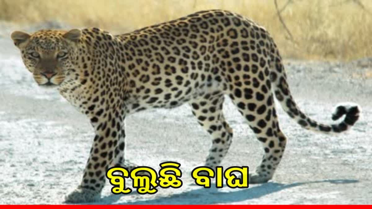 ଆନନ୍ଦପୁର ଅଞ୍ଚଳରେ କଲରାପତରିଆ ବାଘ ଆତଙ୍କ