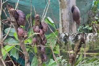 Wild boar and African snails issues in Idukki  Wild boar and African snails become challenge  Idukki farmers crisis  കാട്ടുപന്നിയും ആഫ്രിക്കന്‍ ഒച്ചും  കൃഷിയിടത്തില്‍ കാട്ടുപന്നിയും ആഫ്രിക്കന്‍ ഒച്ചും  ഹൈറേഞ്ചിലെ കര്‍ഷകര്‍  ഉപ്പുതറയില്‍ കാട്ടുപന്നി  ആഫ്രിക്കന്‍ ഒച്ച്