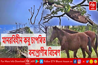 Free roaming of wild animals encroachment free Kabu Chapori