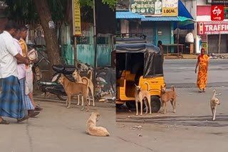 கட்டுப்படுத்த நகராட்சி நிர்வாகத்திற்கு மக்கள் கோரிக்கை