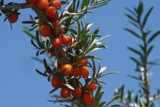 ladakh seabuckthorn fruit gets gi tag