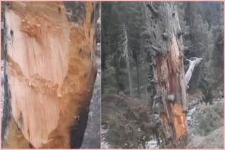 girdling-of-green-trees-in-forest-range-of-daksum-causes-heavy-damage