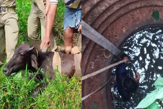 Buffalo fell into the well  Buffalo  പോത്തിൻ കുട്ടി കിണറ്റിൽ വീണു  കിണറ്റിൽ വീണു  fell into the well  പോത്ത്‌  അഗ്നി രക്ഷാ സേന രക്ഷപ്പെടുത്തി  Rescued by fire brigade  പോത്തിൻ കുട്ടിയെ കരക്കെത്തിച്ചു