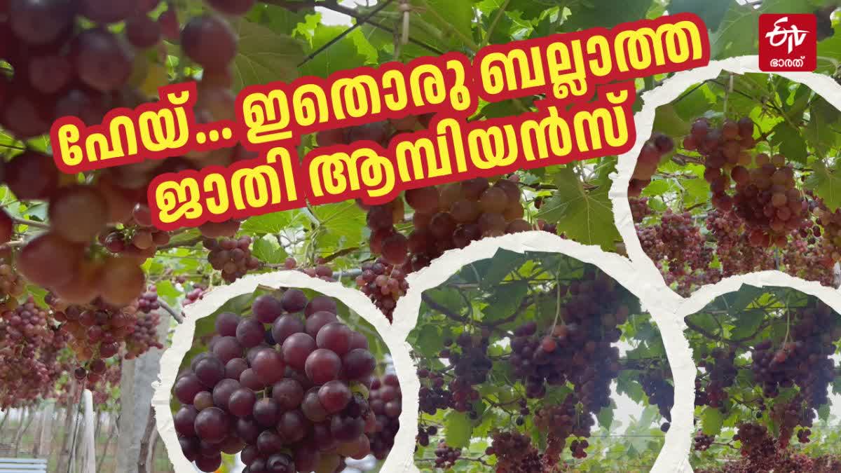 GRAPE FARMING IN IDUKKI  കമ്പം മുന്തിരിത്തോപ്പ് കാഴ്‌ചകള്‍  തമിഴ്‌നാട്ടിലെ മുന്തിരി വിളവെടുപ്പ്  TAMIL NADU GRAPE FARMING