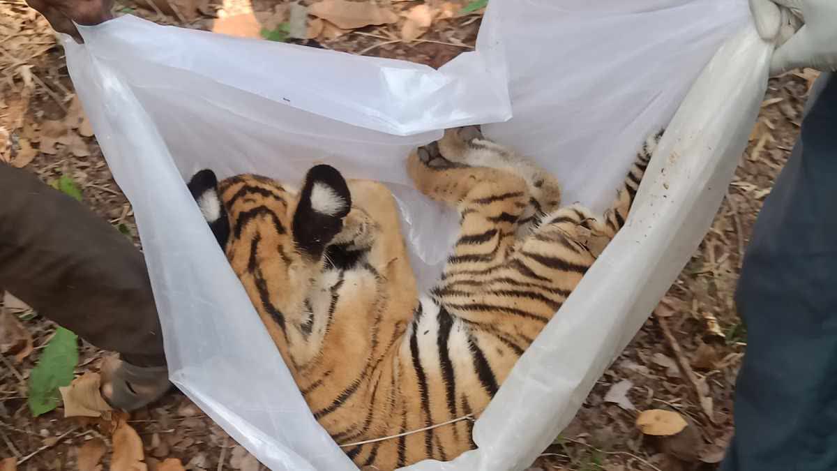 CUB DEAD BODY FOUND IN PENCH