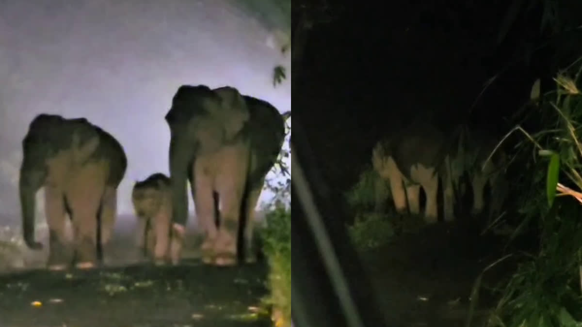 ATHIRAPPILLY WILD ELEPHANT ATTACK  SANEESH KUMAR JOSEPH WILD ELEPHANTS  അതിരപ്പിള്ളി കാട്ടാനക്കൂട്ടം  എംഎല്‍എ വാഹനം കാട്ടാന തടഞ്ഞു