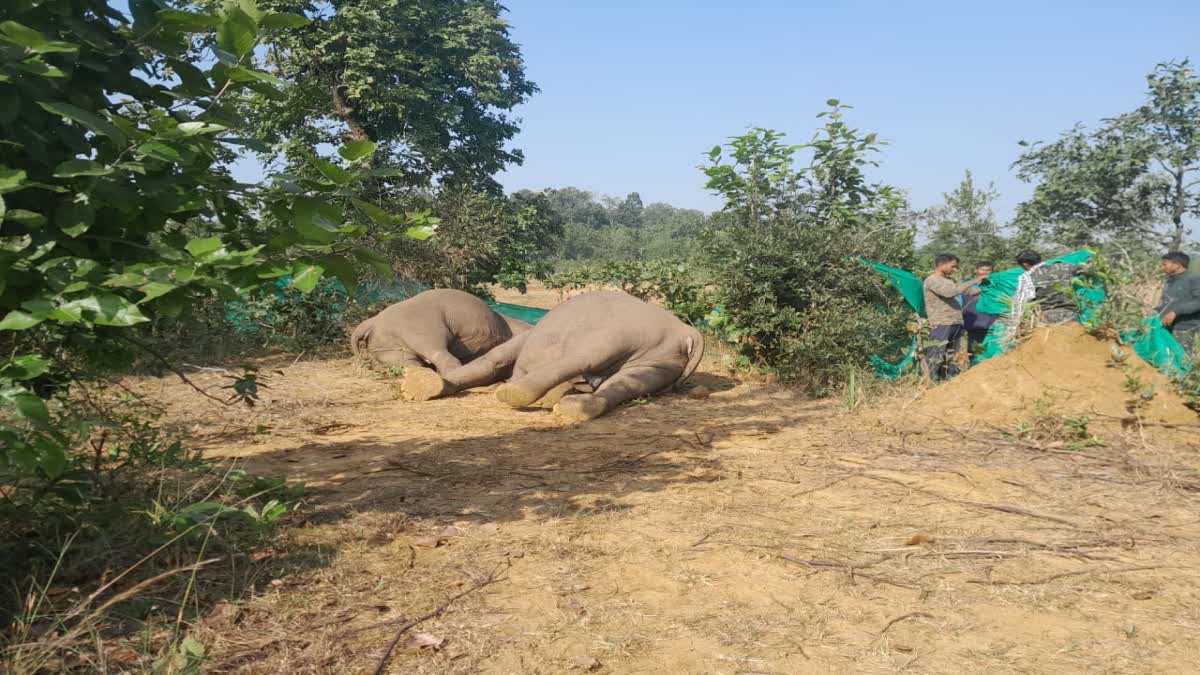 Elephants Dead Body