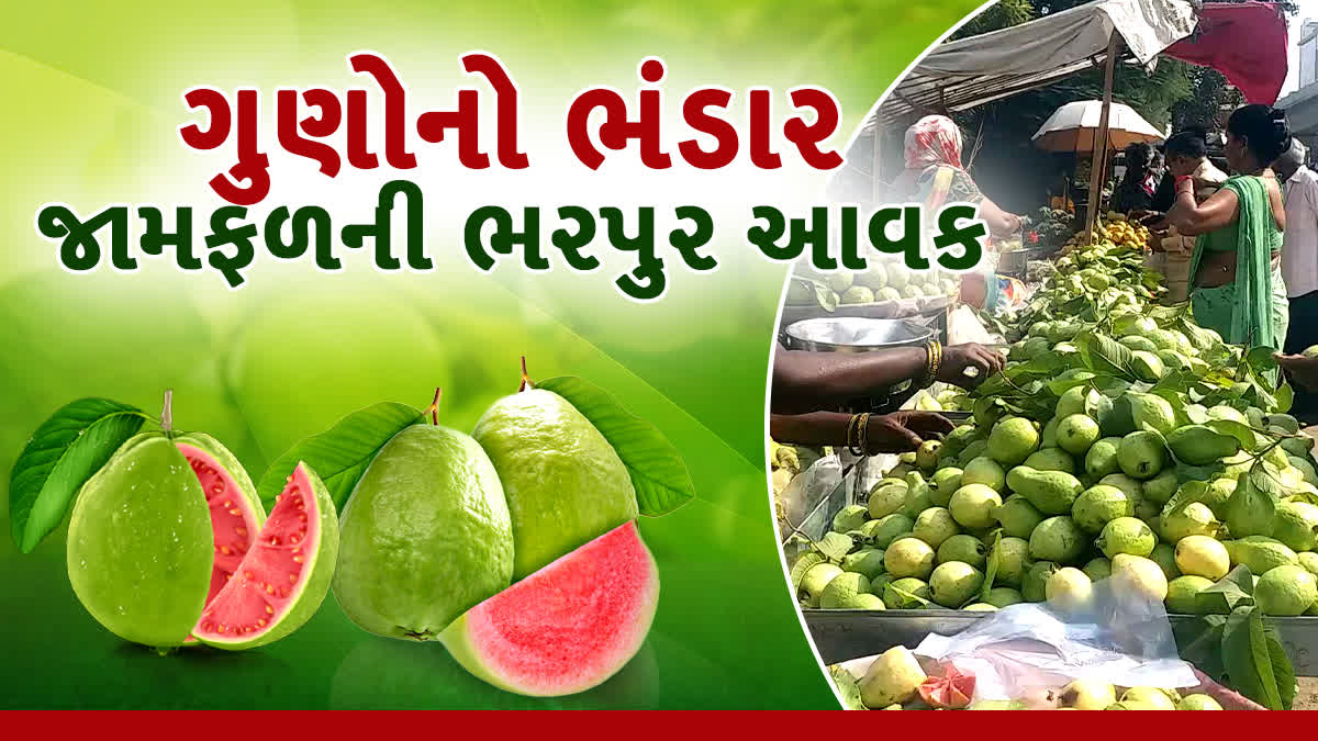 જામફળનું હબ ગણાતું ભાવનગર