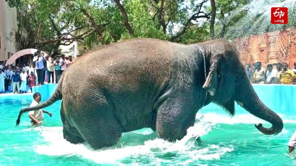 तिरुचेंदूर मंदिर में हाथी का हमला