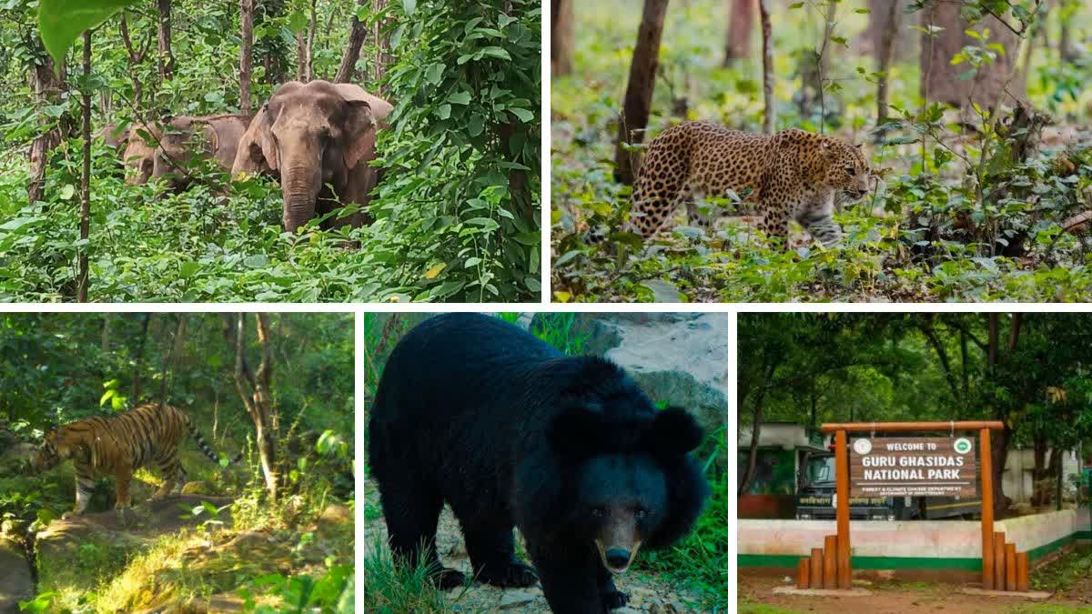 Guru Ghasidas National Park