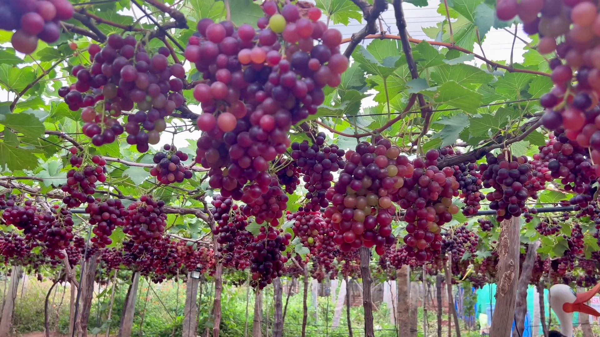 GRAPE FARMING IN IDUKKI  കമ്പം മുന്തിരിത്തോപ്പ് കാഴ്‌ചകള്‍  തമിഴ്‌നാട്ടിലെ മുന്തിരി വിളവെടുപ്പ്  TAMIL NADU GRAPE FARMING