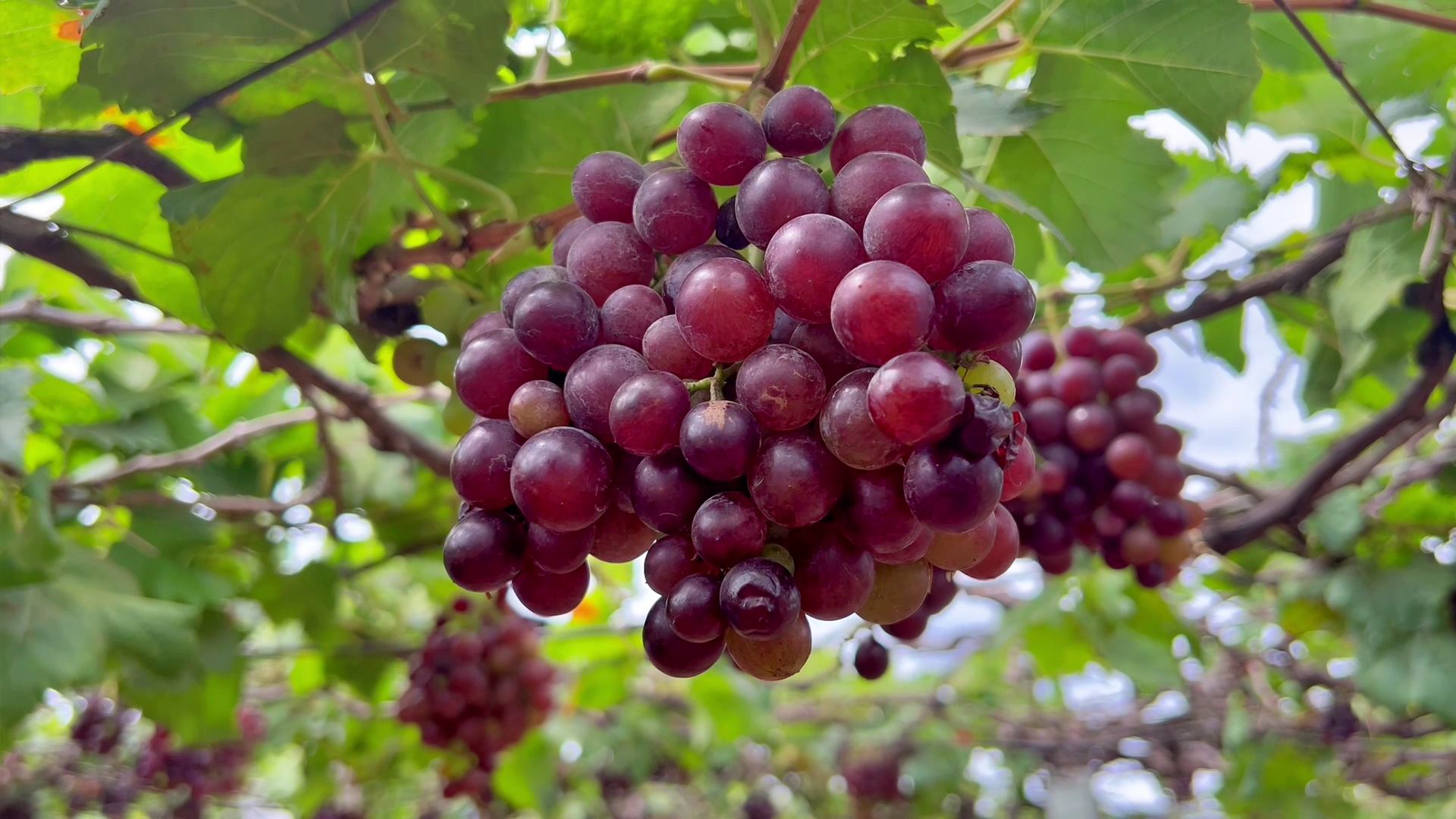 GRAPE FARMING IN IDUKKI  കമ്പം മുന്തിരിത്തോപ്പ് കാഴ്‌ചകള്‍  തമിഴ്‌നാട്ടിലെ മുന്തിരി വിളവെടുപ്പ്  TAMIL NADU GRAPE FARMING