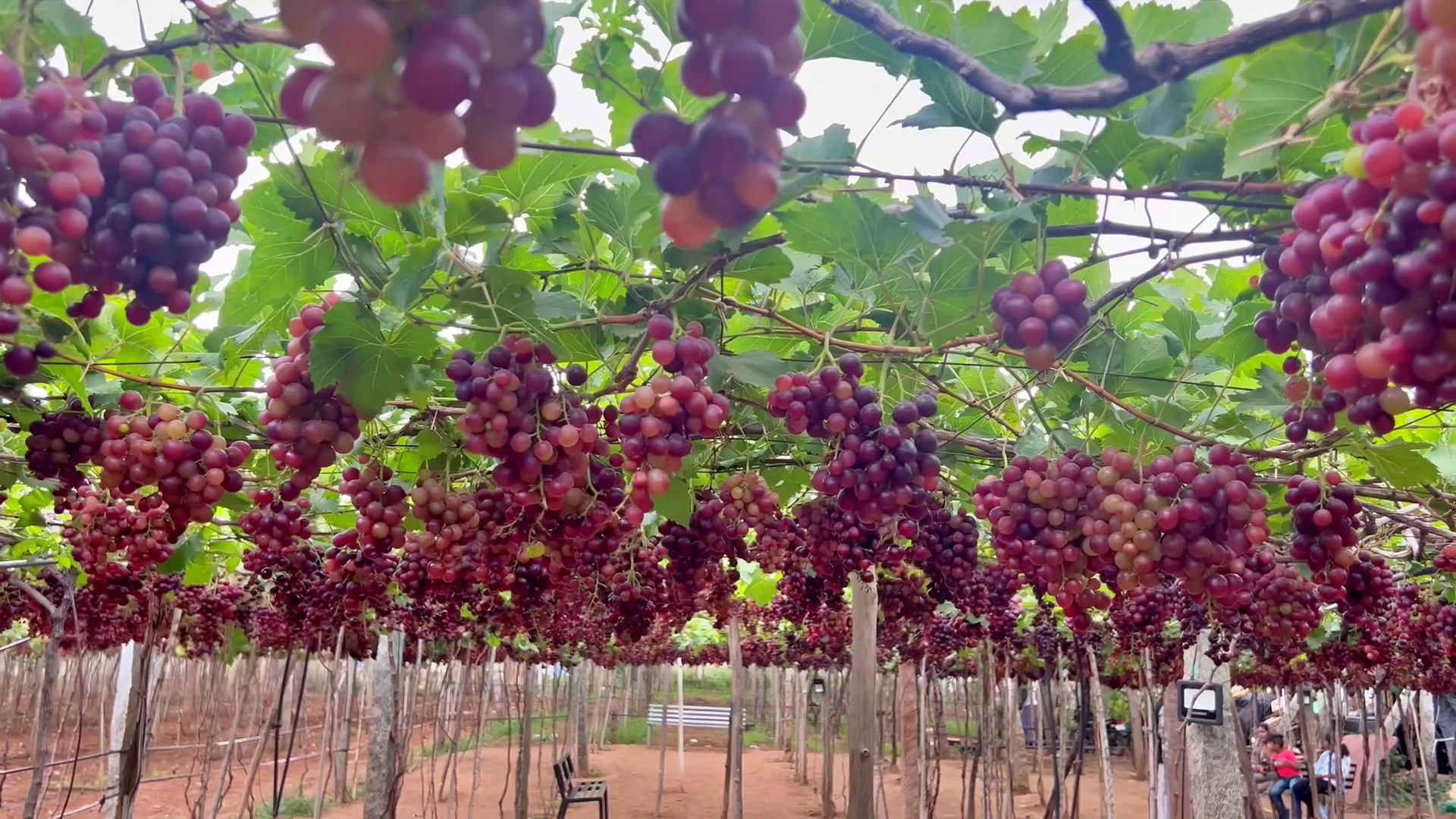 GRAPE FARMING IN IDUKKI  കമ്പം മുന്തിരിത്തോപ്പ് കാഴ്‌ചകള്‍  തമിഴ്‌നാട്ടിലെ മുന്തിരി വിളവെടുപ്പ്  TAMIL NADU GRAPE FARMING