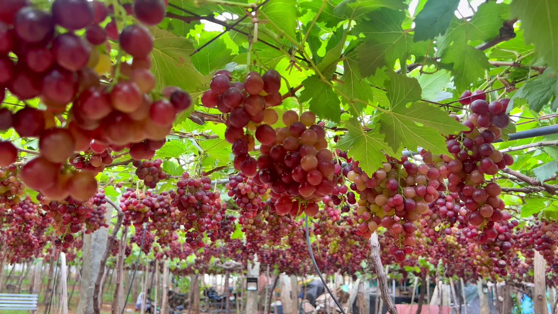 GRAPE FARMING IN IDUKKI  കമ്പം മുന്തിരിത്തോപ്പ് കാഴ്‌ചകള്‍  തമിഴ്‌നാട്ടിലെ മുന്തിരി വിളവെടുപ്പ്  TAMIL NADU GRAPE FARMING