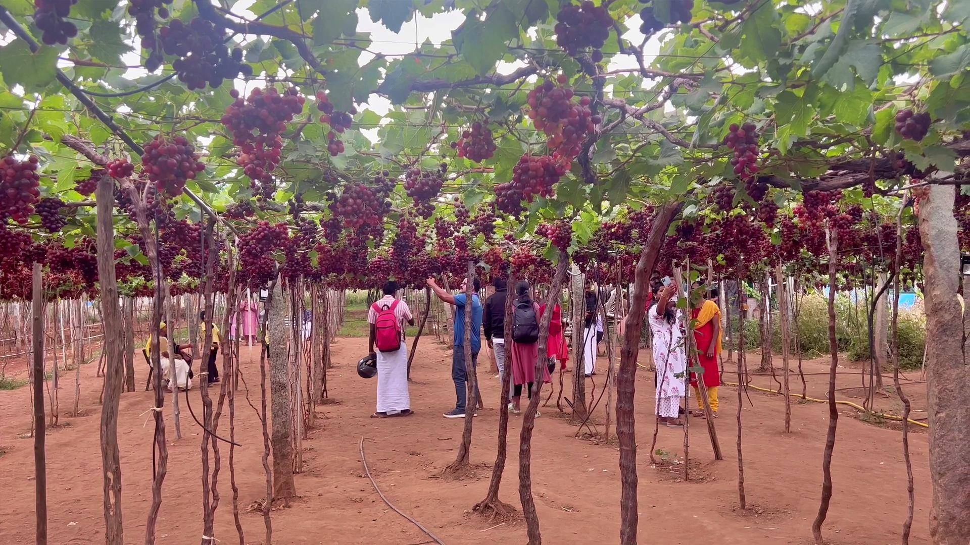 GRAPE FARMING IN IDUKKI  കമ്പം മുന്തിരിത്തോപ്പ് കാഴ്‌ചകള്‍  തമിഴ്‌നാട്ടിലെ മുന്തിരി വിളവെടുപ്പ്  TAMIL NADU GRAPE FARMING