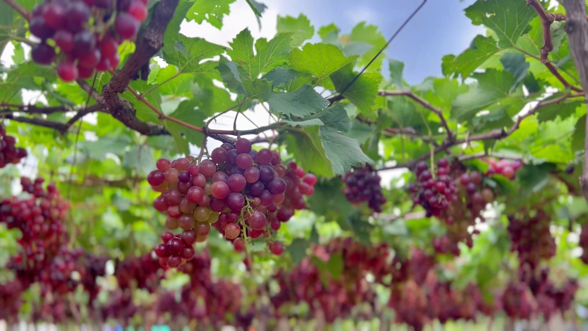 GRAPE FARMING IN IDUKKI  കമ്പം മുന്തിരിത്തോപ്പ് കാഴ്‌ചകള്‍  തമിഴ്‌നാട്ടിലെ മുന്തിരി വിളവെടുപ്പ്  TAMIL NADU GRAPE FARMING