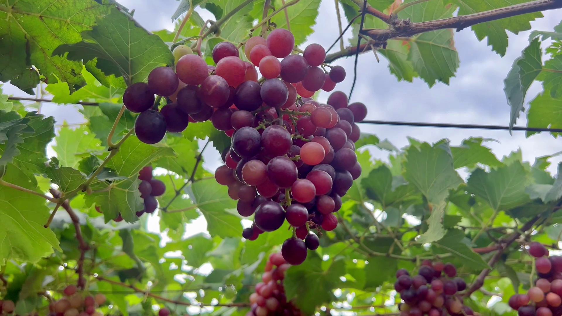 GRAPE FARMING IN IDUKKI  കമ്പം മുന്തിരിത്തോപ്പ് കാഴ്‌ചകള്‍  തമിഴ്‌നാട്ടിലെ മുന്തിരി വിളവെടുപ്പ്  TAMIL NADU GRAPE FARMING