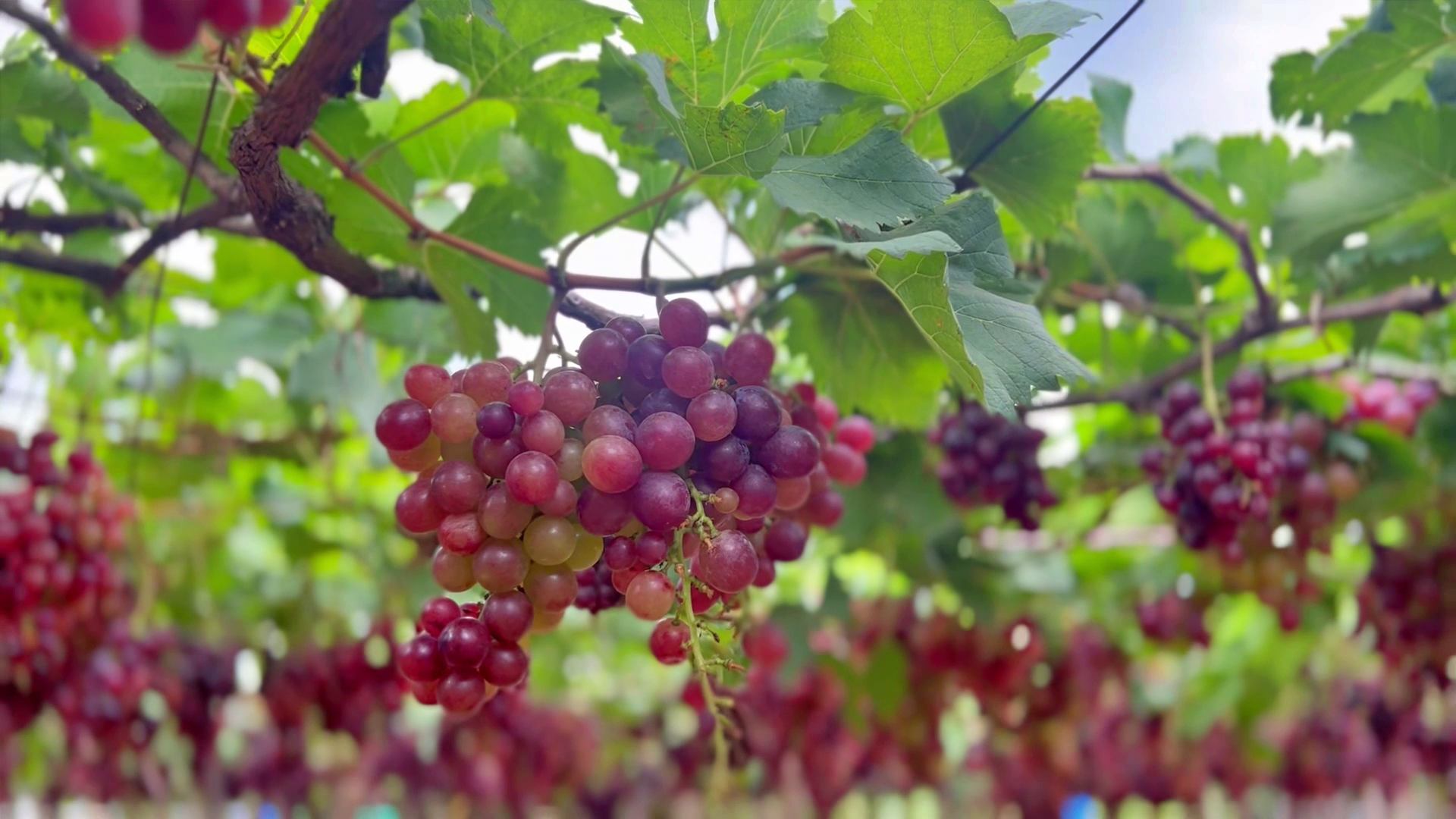 GRAPE FARMING IN IDUKKI  കമ്പം മുന്തിരിത്തോപ്പ് കാഴ്‌ചകള്‍  തമിഴ്‌നാട്ടിലെ മുന്തിരി വിളവെടുപ്പ്  TAMIL NADU GRAPE FARMING