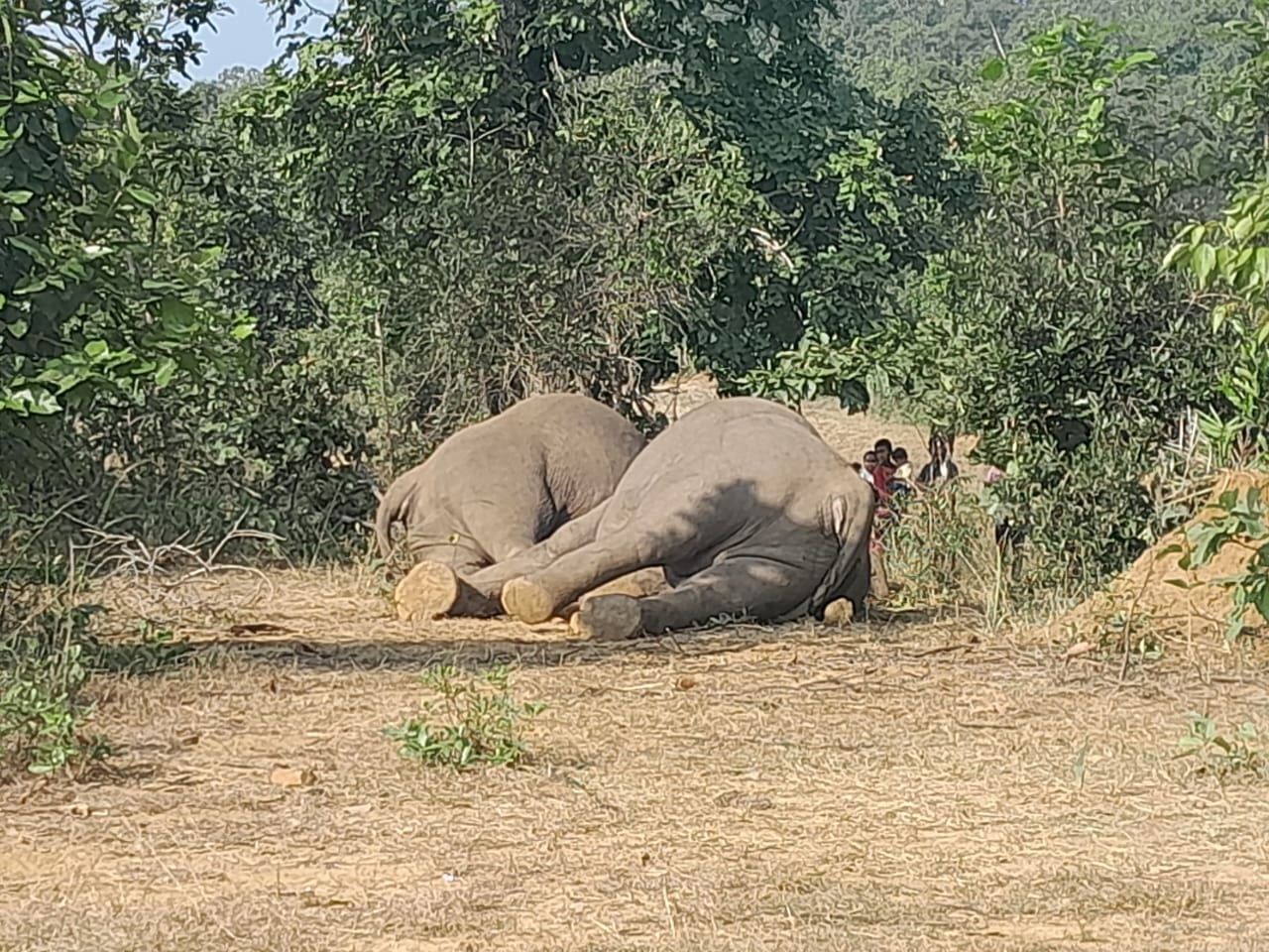 Elephant Death in Odisha Forest