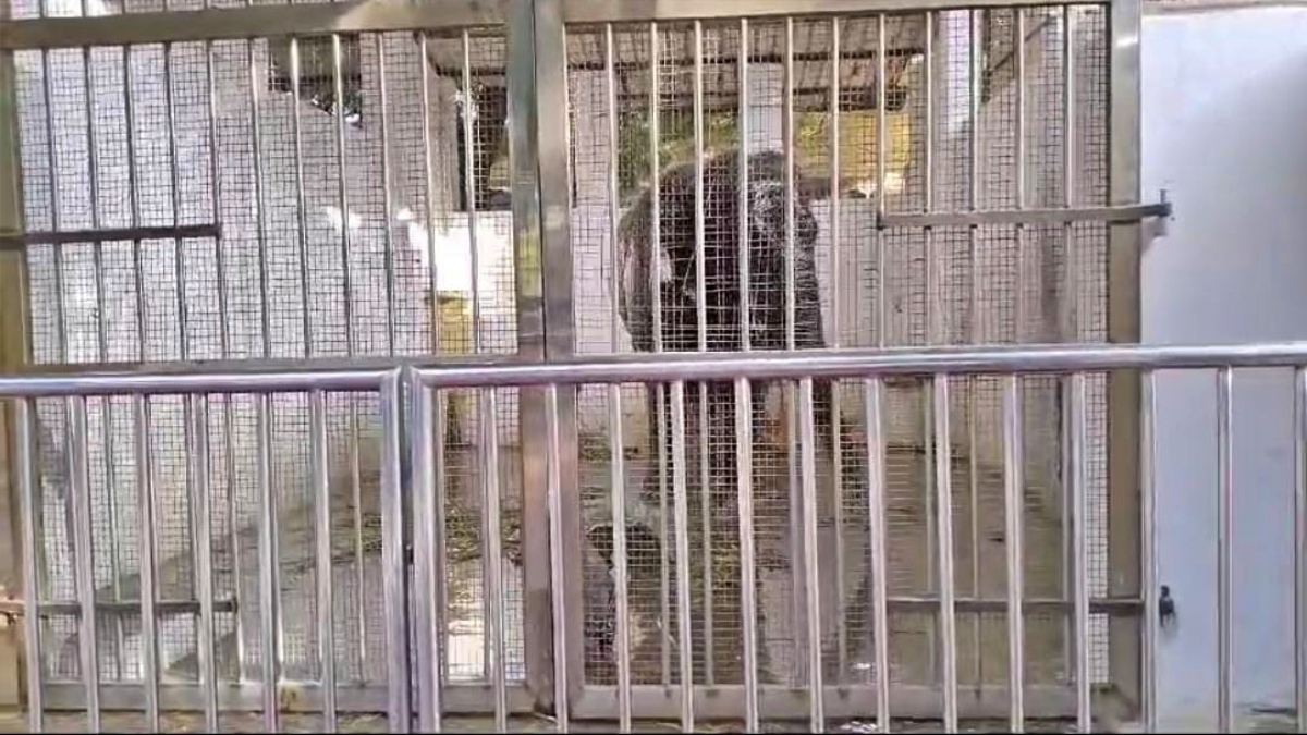 Tiruchendur Temple Elephant Deivanai