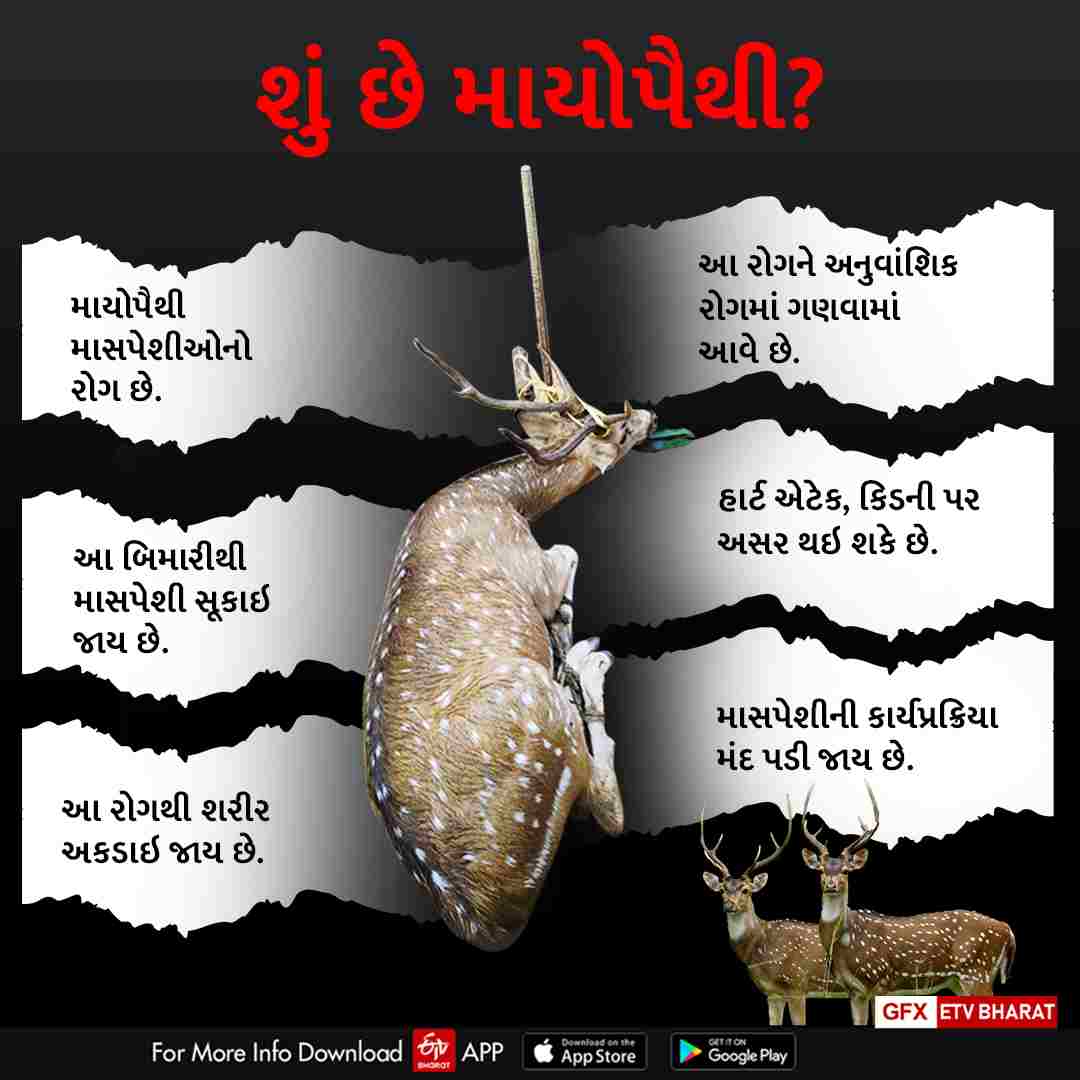 બાંકામાં ચિતલનું હાર્ટ એટૈકથી મોત