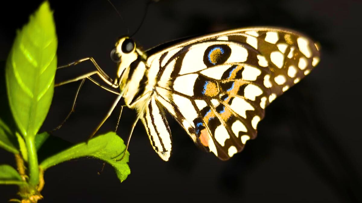 Butterfly in BARNAWAPARA WILDLIFE SANCTUARY