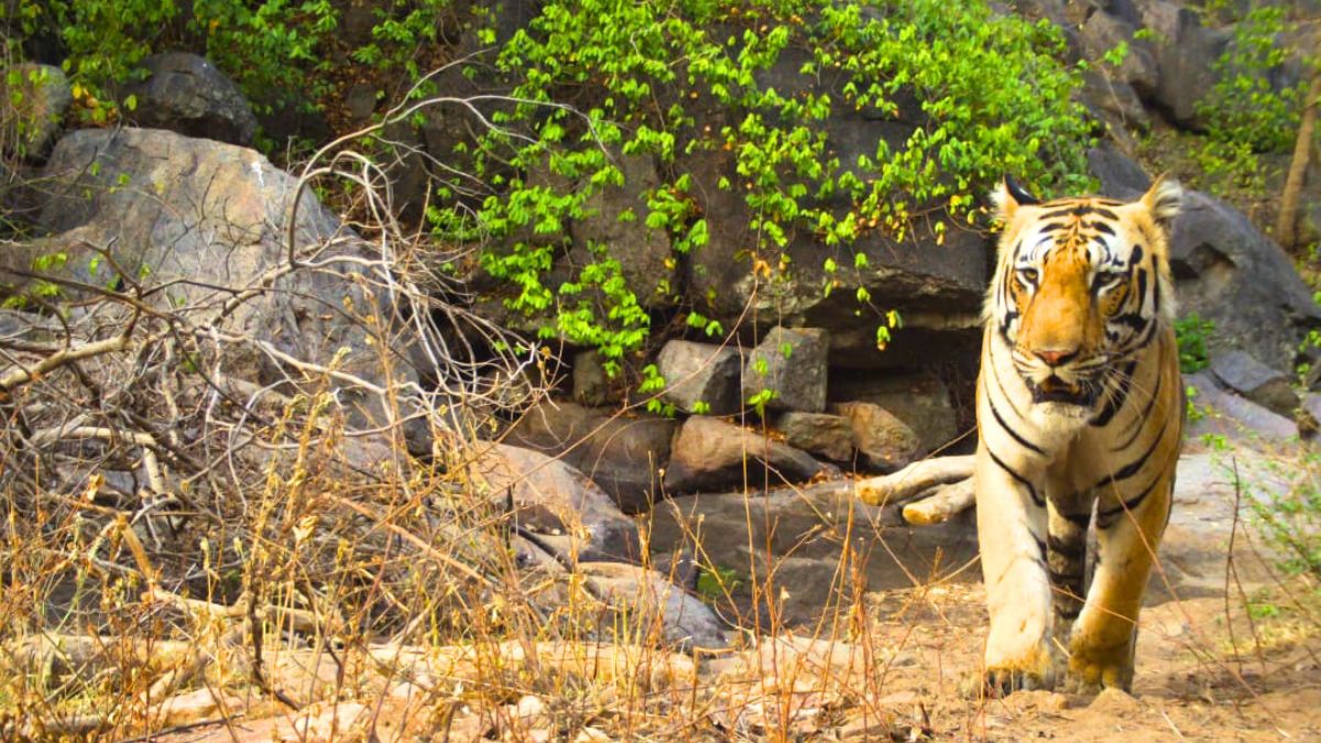 Tiger in BARNAWAPARA WILDLIFE SANCTUARY