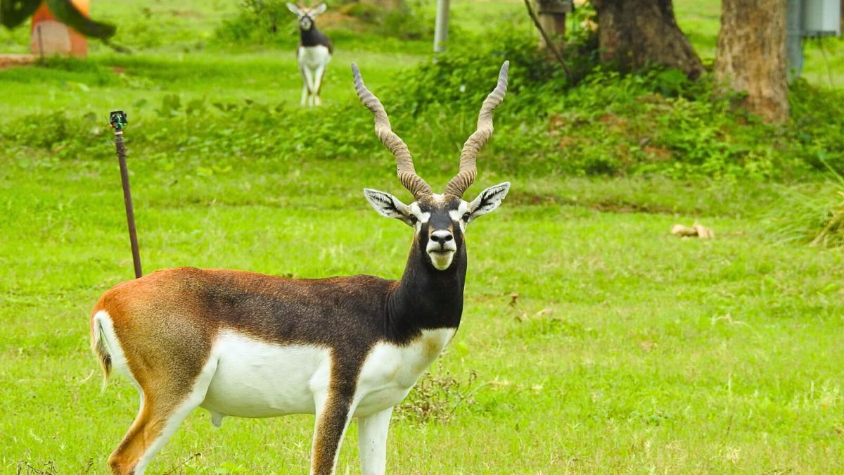 Deer in BARNAWAPARA WILDLIFE SANCTUARY