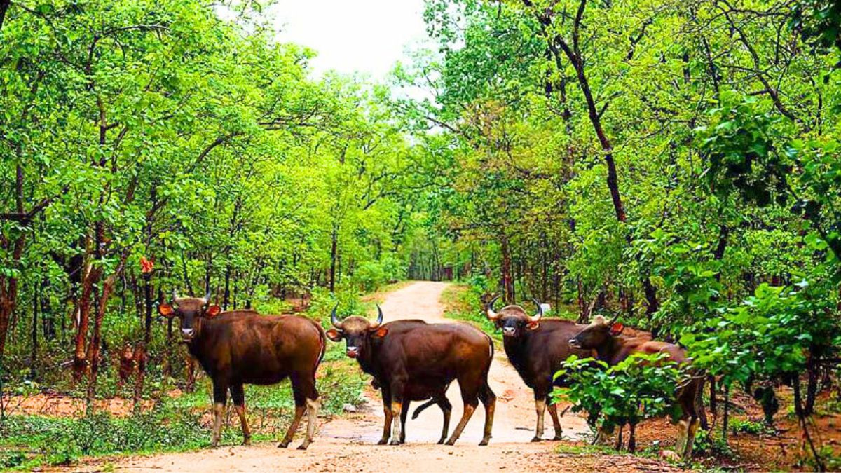 BARNAWAPARA SANCTUARY OF CG