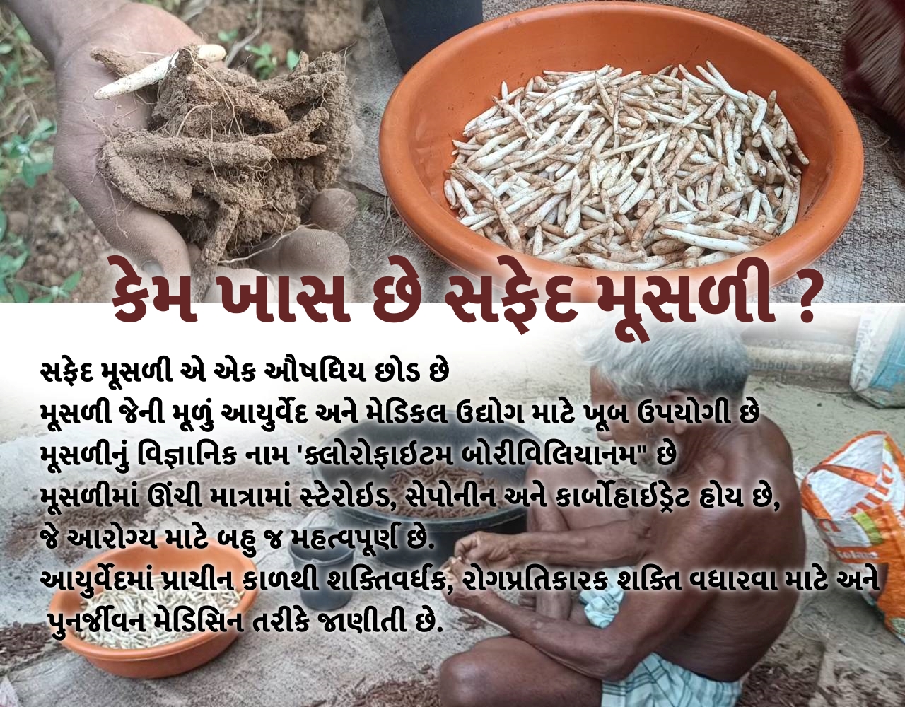 સફેદ મૂસળીના અઢળક ફાયદા