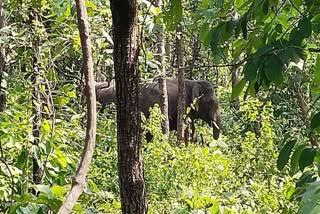 Elephant terror in Baikunthpur