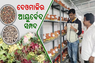 ଭିନ୍ନ ଜଣେ ଆଦିବାସୀ ଆୟୁର୍ବେଦ ଗବେଷକ: ଦେଓମାଳିରୁ ସଂରକ୍ଷଣ କଲେଣି 3 ଶହରୁ ଊର୍ଦ୍ଧ୍ବ ଔଷଧୀୟ ବୃକ୍ଷର ବିହନ