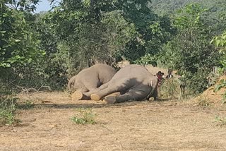 Three Elephants Die Of Electrocution After Walking Into Electric Trap For Boars  In Odisha