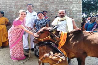 Cows Made This Village Debt-Free And Fill Every Households With Wealth