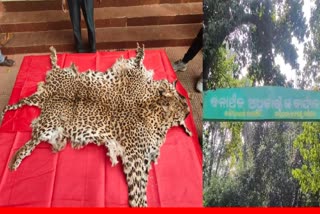 Leopard Skin Smuggling Racket Busted